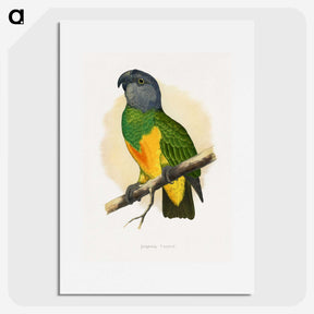 1-59_Parrots-in-Captivity_picture