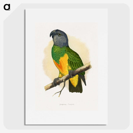 1-59_Parrots-in-Captivity_picture