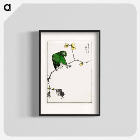 アートポスター-Fairy Pitta and Japanese Allspice
 - 鳥類図鑑 Poster.