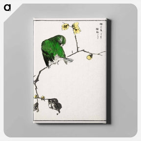 アートパネル-Fairy Pitta and Japanese Allspice
 - 鳥類図鑑 Canvas.