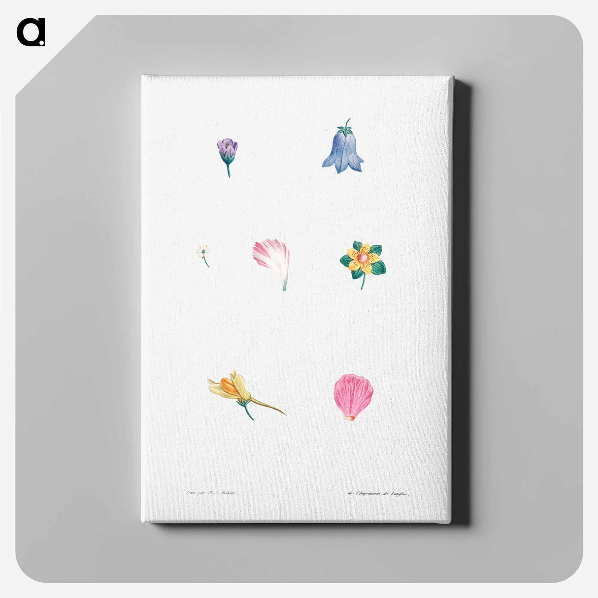 アートパネル-Flower set from La Botanique de J. J. Rousseau - ピエール ジョゼフ ルドゥーテ Canvas.