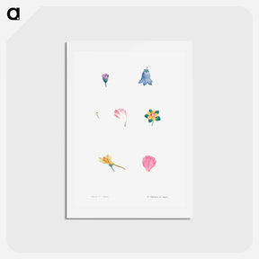 アートポストカード-Flower set from La Botanique de J. J. Rousseau - ピエール ジョゼフ ルドゥーテ Postcard.