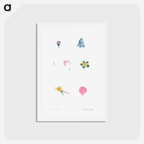 アートポストカード-Flower set from La Botanique de J. J. Rousseau - ピエール ジョゼフ ルドゥーテ Postcard.