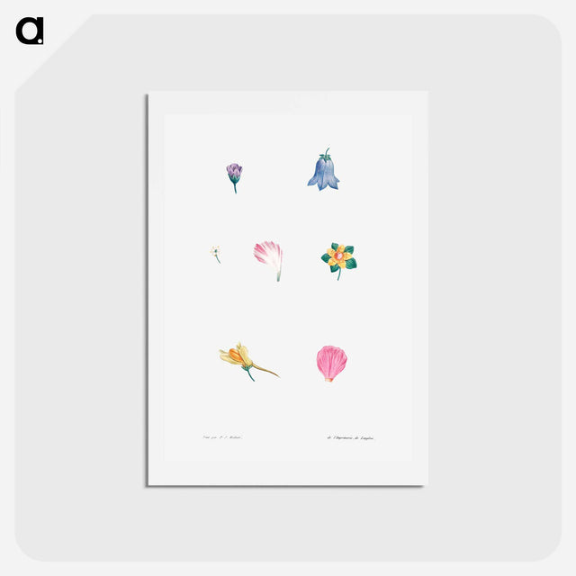 アートポストカード-Flower set from La Botanique de J. J. Rousseau - ピエール ジョゼフ ルドゥーテ Postcard.