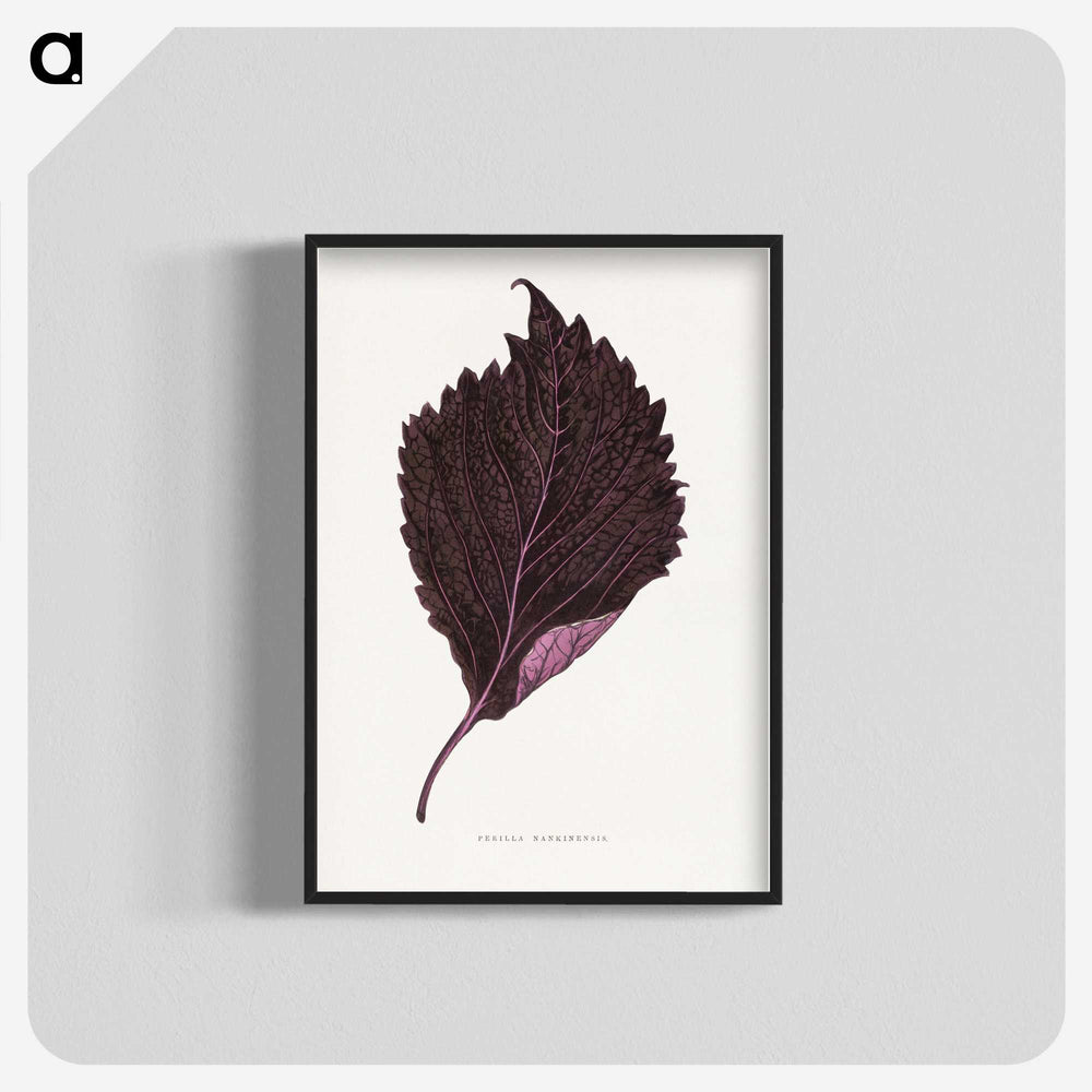 1-59_Plants-with-Colored-Foliage_blk-crop