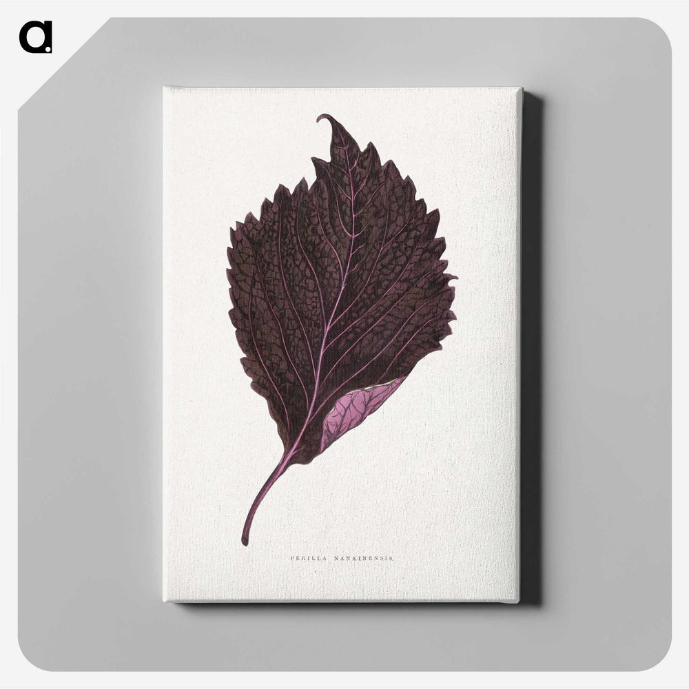 1-59_Plants-with-Colored-Foliage_canvas