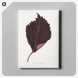 1-59_Plants-with-Colored-Foliage_canvas