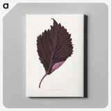1-59_Plants-with-Colored-Foliage_canvas