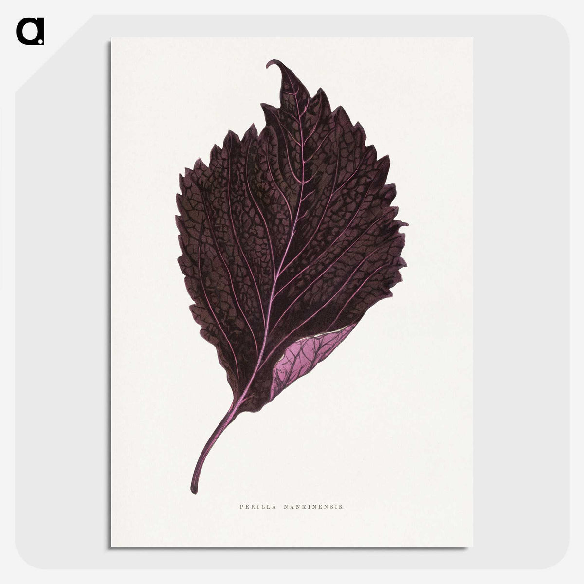 1-59_Plants-with-Colored-Foliage_picture-crop