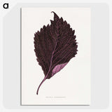 1-59_Plants-with-Colored-Foliage_picture-crop