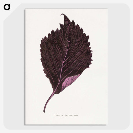 1-59_Plants-with-Colored-Foliage_picture-crop