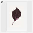 1-59_Plants-with-Colored-Foliage_picture