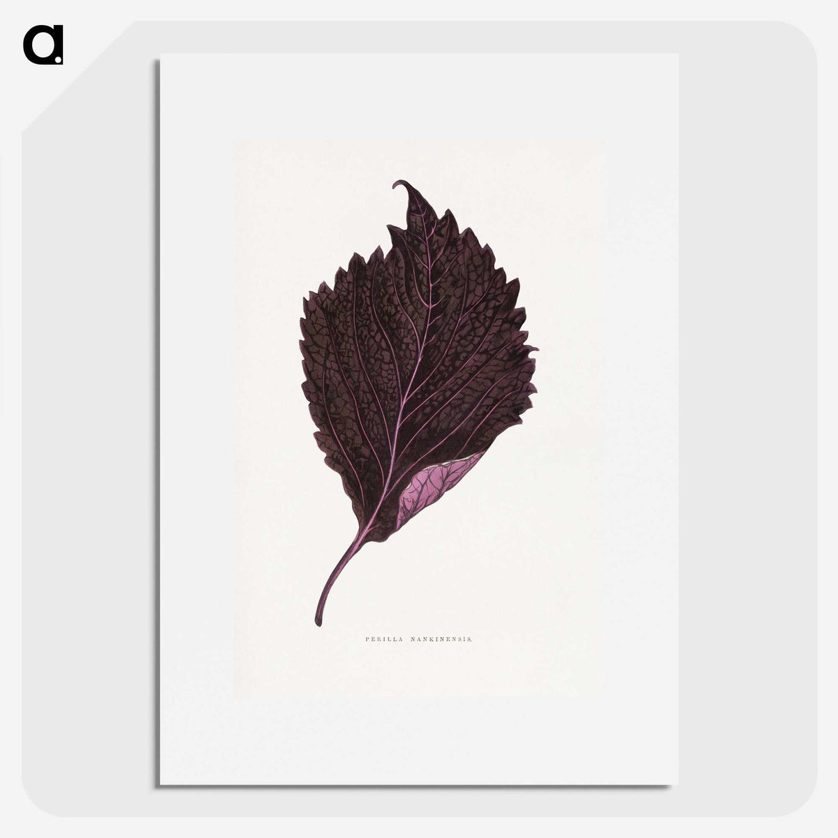 1-59_Plants-with-Colored-Foliage_picture