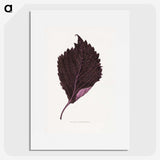 1-59_Plants-with-Colored-Foliage_picture