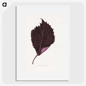 1-59_Plants-with-Colored-Foliage_picture