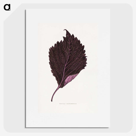 1-59_Plants-with-Colored-Foliage_picture