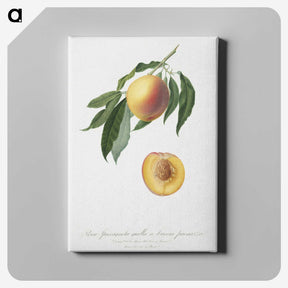 1-59_Pomona-Italiana_canvas