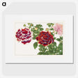 1-59_Seiyo-Soka-Zufu_picture