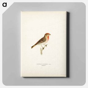 アートパネル-Common Rosefinch
 - スヴェンスカ フォグラル Canvas.