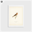 アートポストカード-Common Rosefinch
 - スヴェンスカ フォグラル Postcard.