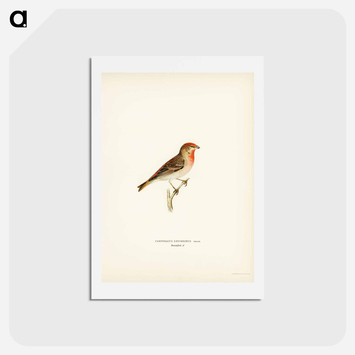 アートポストカード-Common Rosefinch
 - スヴェンスカ フォグラル Postcard.