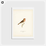 アートポストカード-Common Rosefinch
 - スヴェンスカ フォグラル Postcard.