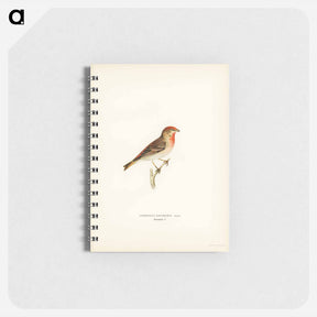 アートメモ帳-Common Rosefinch
 - スヴェンスカ フォグラル Memo.
