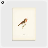 アートポストカード-Common Rosefinch
 - スヴェンスカ フォグラル Postcard.