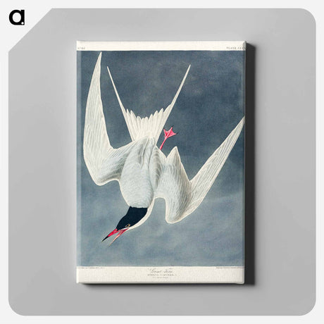 アートパネル-Great Tern from Birds of America
 - アメリカの鳥たち Canvas.