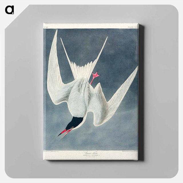 アートパネル-Great Tern from Birds of America
 - アメリカの鳥たち Canvas.