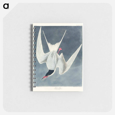 アートメモ帳-Great Tern from Birds of America
 - アメリカの鳥たち Memo.