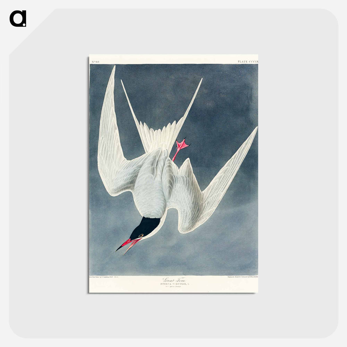 アートポストカード-Great Tern from Birds of America
 - アメリカの鳥たち Postcard.