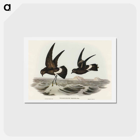 アートポストカード-Wilson's Storm Petrel
 - オーストラリアの鳥 Postcard.