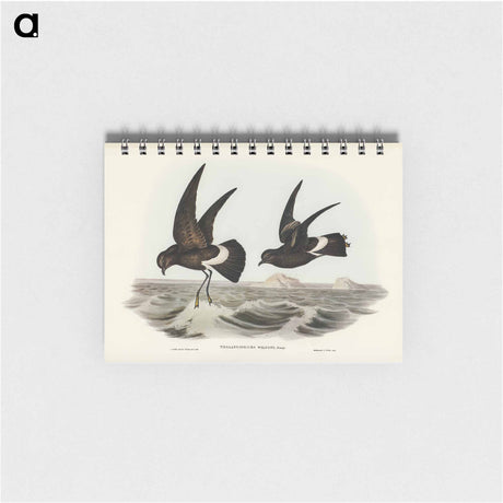 アートメモ帳-Wilson's Storm Petrel
 - オーストラリアの鳥 Memo.