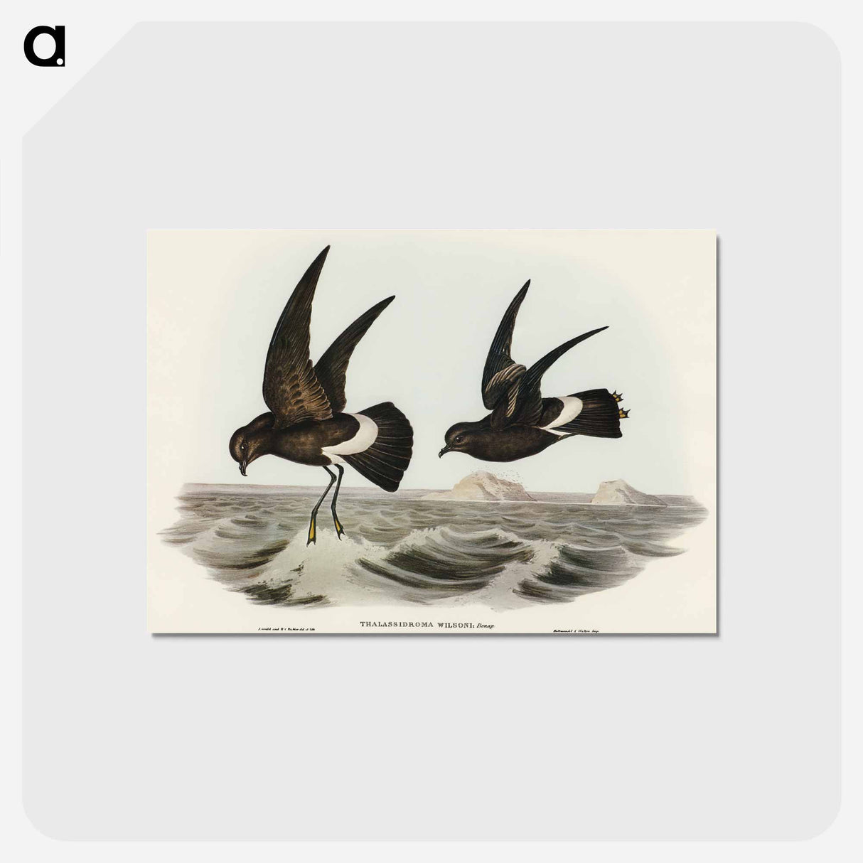 アートポストカード-Wilson's Storm Petrel
 - オーストラリアの鳥 Postcard.