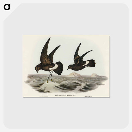 アートポストカード-Wilson's Storm Petrel
 - オーストラリアの鳥 Postcard.