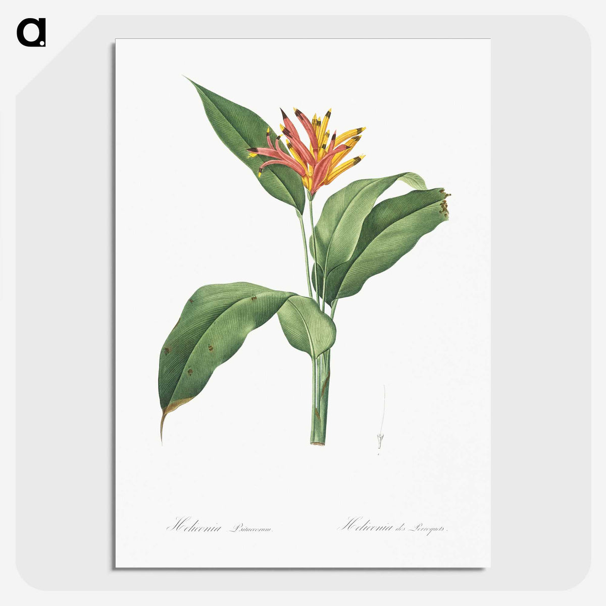 1-59_The-Lilies_picture-crop