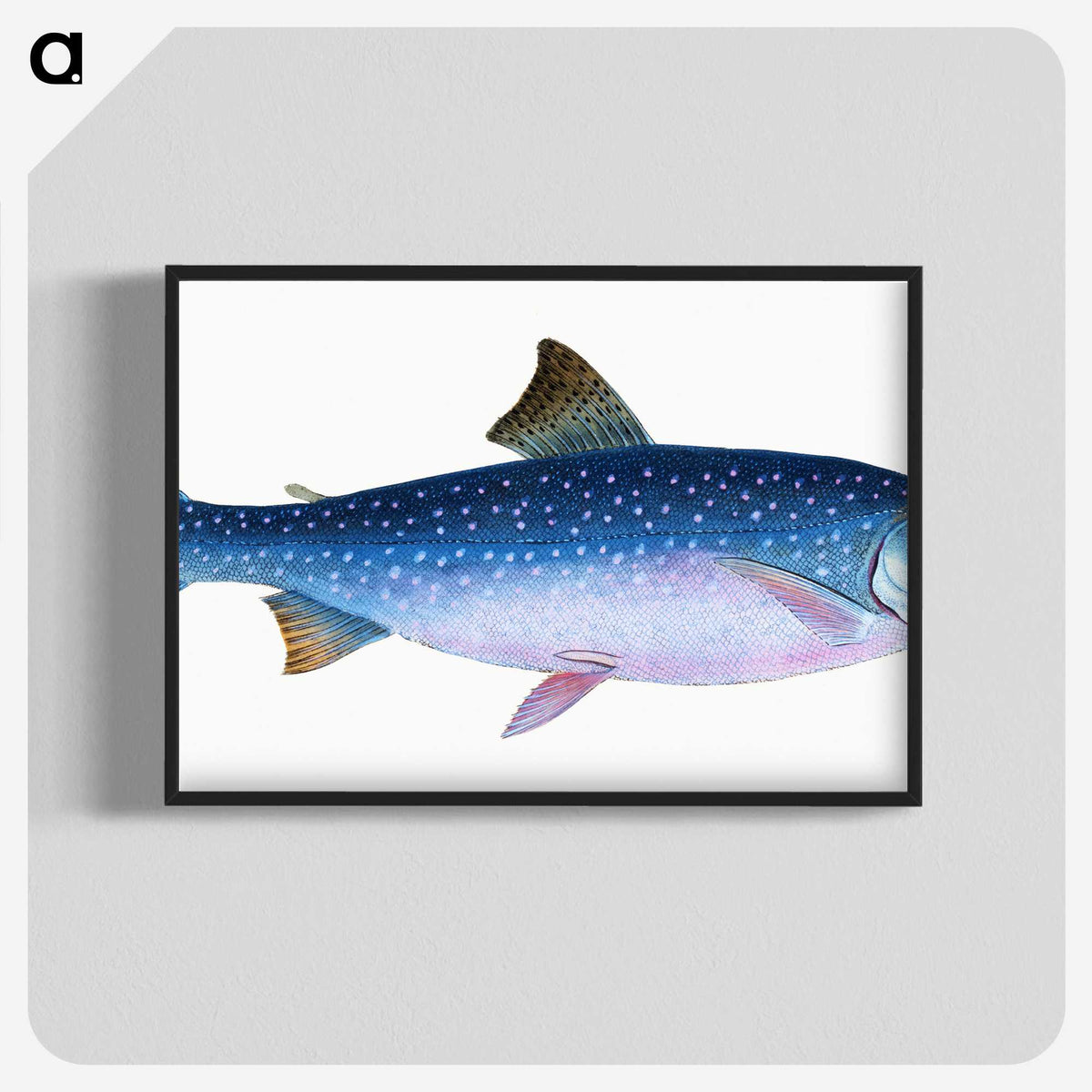 1-59_The-Natural-History-of-British-Fishes_blk-crop