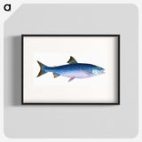 1-59_The-Natural-History-of-British-Fishes_blk