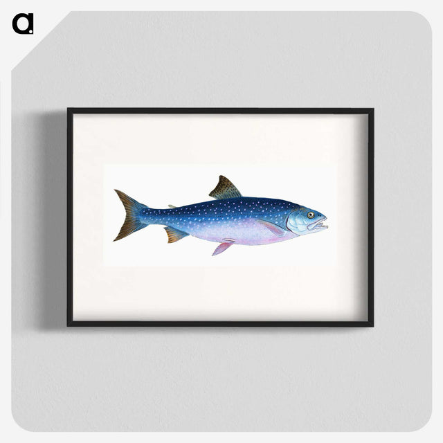 1-59_The-Natural-History-of-British-Fishes_blk