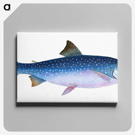 1-59_The-Natural-History-of-British-Fishes_canvas