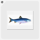 1-59_The-Natural-History-of-British-Fishes_hagaki