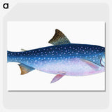 1-59_The-Natural-History-of-British-Fishes_picture-crop