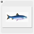 1-59_The-Natural-History-of-British-Fishes_picture