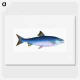 1-59_The-Natural-History-of-British-Fishes_picture
