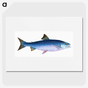 1-59_The-Natural-History-of-British-Fishes_picture