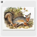 1-59_The-Viviparous-Quadrupeds_picture-crop