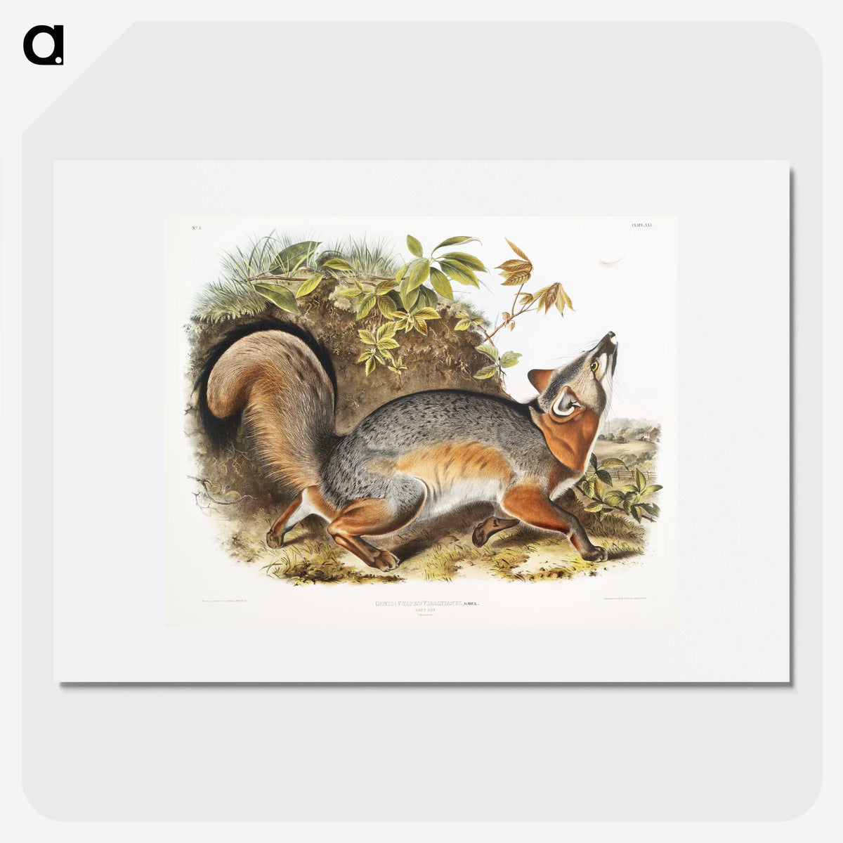 1-59_The-Viviparous-Quadrupeds_picture