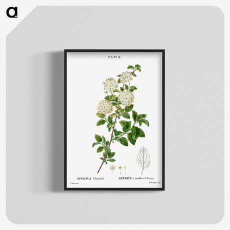 1-59_Treatise-on-Trees-and-Shrubs_blk-crop