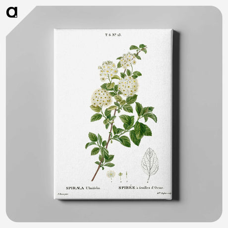 1-59_Treatise-on-Trees-and-Shrubs_canvas